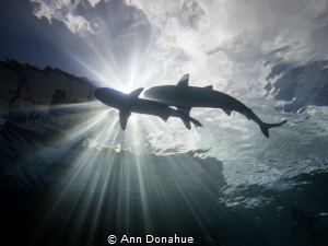 2 beautiful reef sharks happen to cross and block the sun... by Ann Donahue 